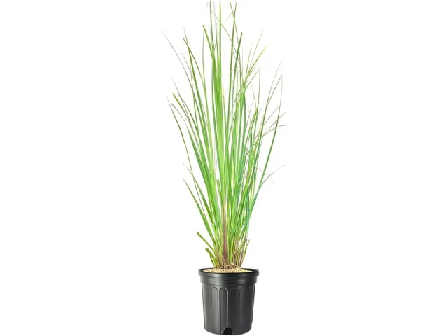 Pampas Grass | 3 Large Trade Gallon Size – Expert Review