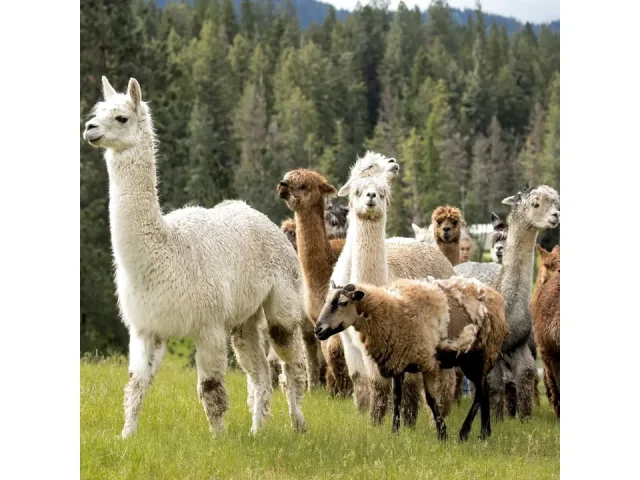 Outsidepride Horse Cold Climate Grass Seed Mix – In-Depth