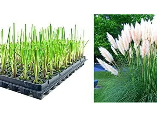 Dwarf Pampas Grass | 10 Live Plants | Honest Review