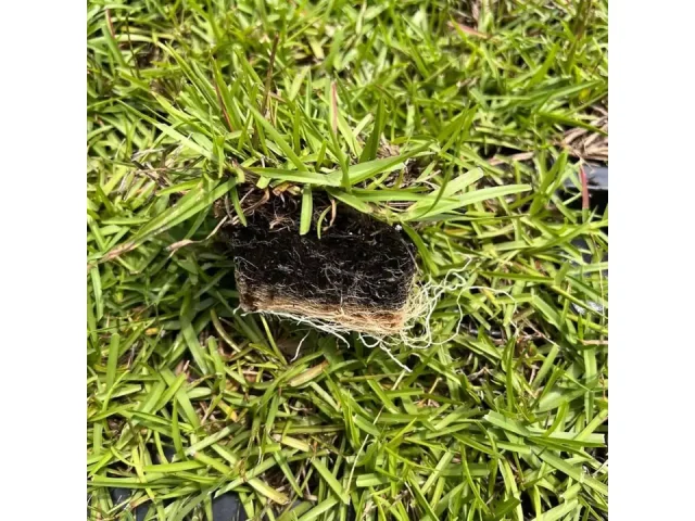 Centipede Sod Grass Plug 18 Pack – In-Depth Review