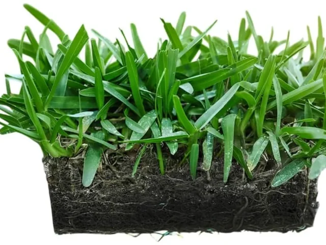 SodPods® St. Augustine Floratam Grass Plugs – Honest Review
