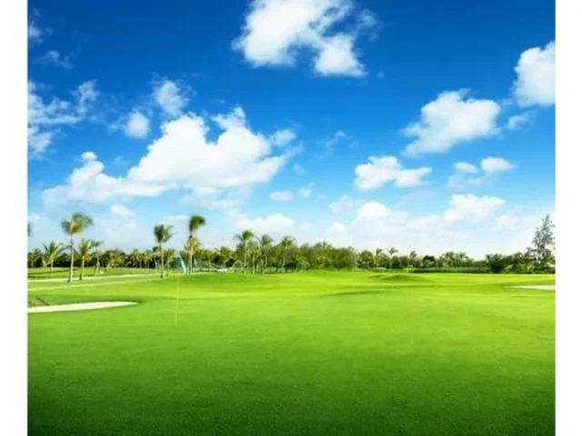 Maya Blackjack II Bermuda Grass Seed – In-Depth Review