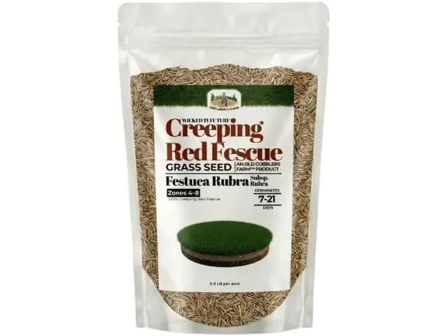 Old Cobblers Farm™ Wicked Tuff Turf Creeping Red – Pros &