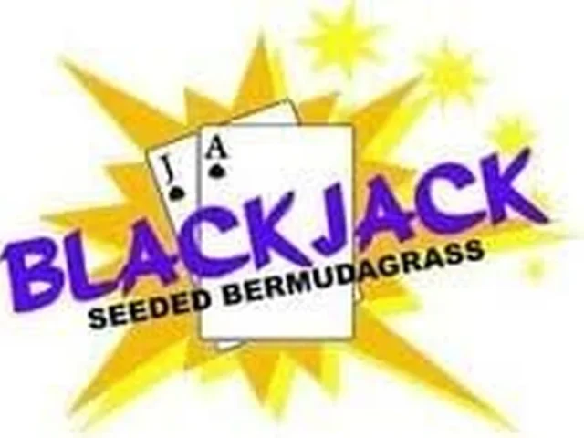 Blackjack Seeded Bermuda Grass Seed – In-Depth Review