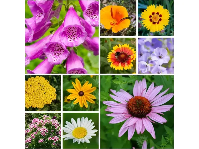 Wildflower Seeds Bulk – Honest Review