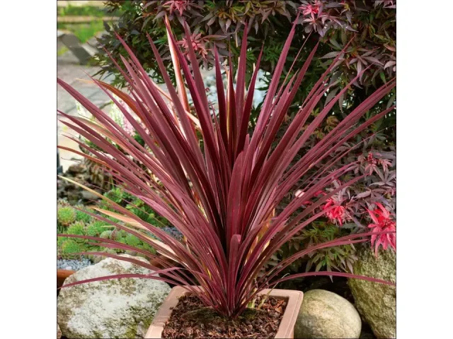 Red Grass Tree Cordyline Australis ‘Red Star’ – In-Depth