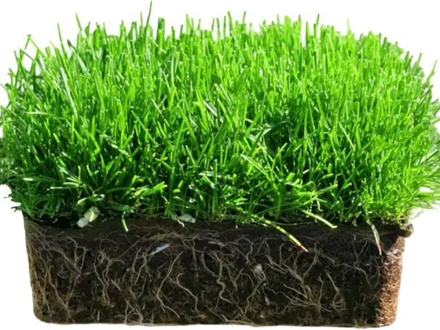 SodPods® Bluegrass Grass Plugs – Detailed Review