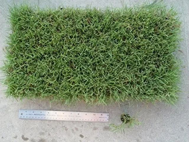 Legacy Buffalograss Plugs: In-Depth Review