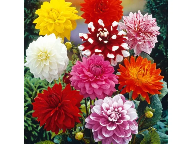 Van Zyverden Dahlias Decorative Mixed Flower Bulbs – Pros &
