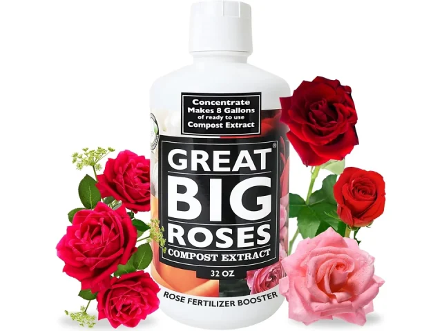 Great Big Roses – In-Depth Review