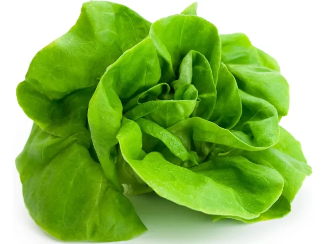 Tom Thumb Lettuce Seeds – Buyer’s Guide
