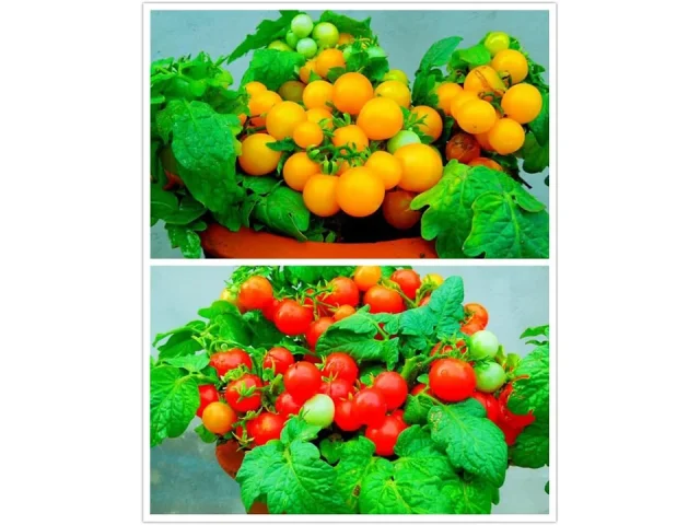 MOCCUROD 100 Seeds Indoor Cherry Tomato Dwarf Red: Pros &