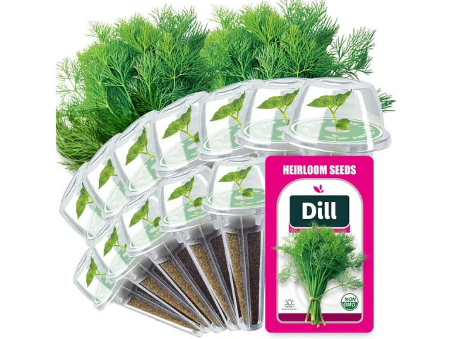 Dill Seed Pods – Honest Review