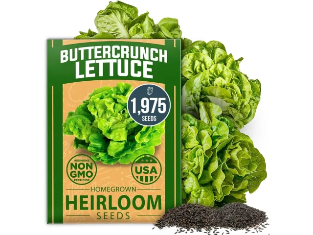 HOME GROWN Buttercrunch Lettuce Seeds Bulk Pack 1975+