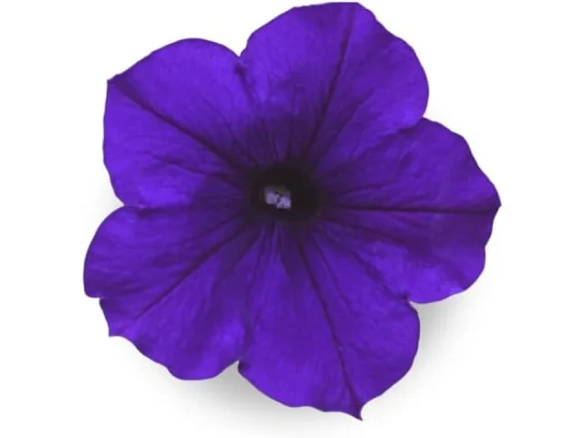 Blue Petunia – Complete Seed Pod Plugs Plant – In-Depth