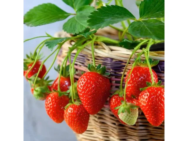 Perpetual Strawberry Four Seasons Strawberry – Honest Review
