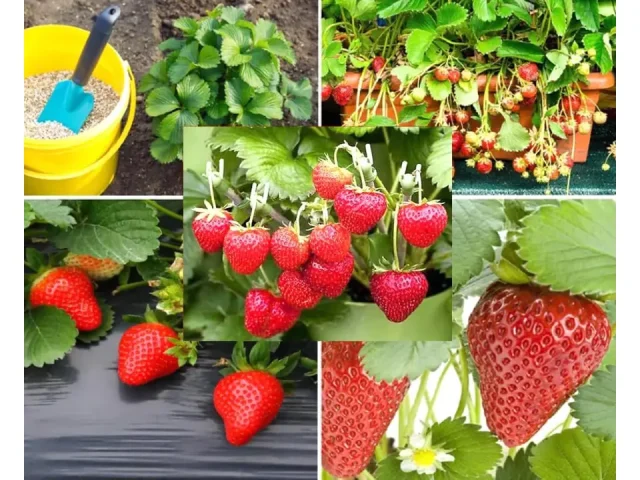 250PCS Alpine Strawberry – In-Depth Review