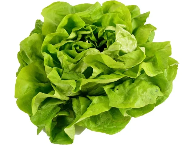 [Brand Name] 500 Buttercrunch Lettuce Seeds – Is It Worth