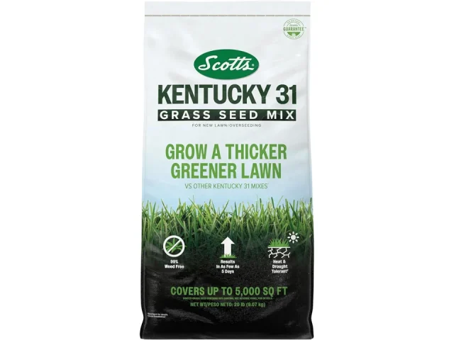 Scotts Kentucky 31 Grass Seed Mix – Honest Review