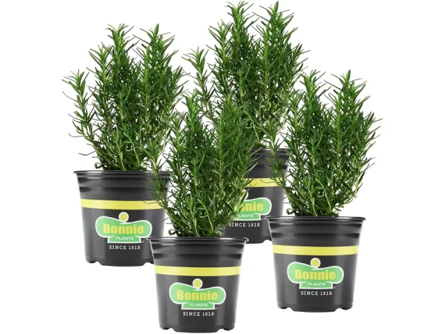 Bonnie Plants Rosemary Live Edible Aromatic Herb Plant