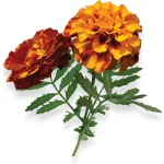 featured 1828