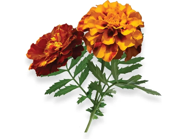 Marigold – Complete Seed Pod Plugs Plant Food – In-Depth