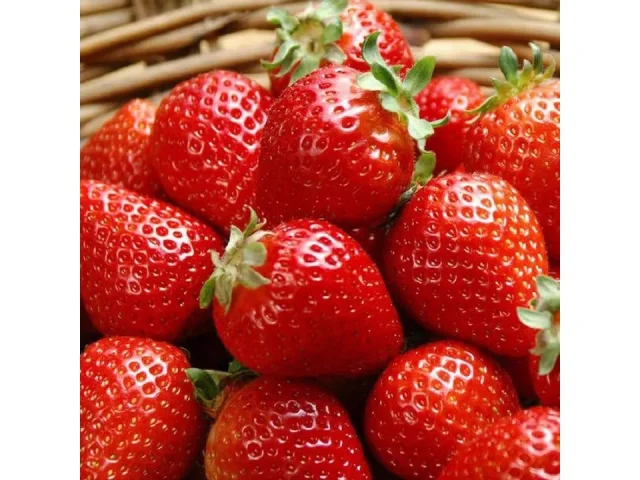 300PCS Giant Strawberry Seeds Everbearing – Detailed Review