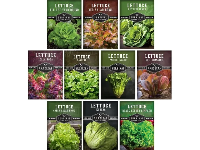 Lettuce Seeds Planting | 10 Heirloom Lettuces – Honest