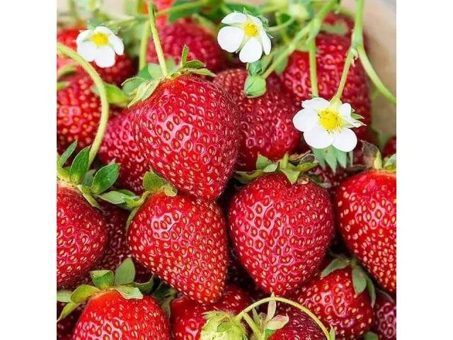 800+ Mix Strawberry Seeds – Unbiased Review
