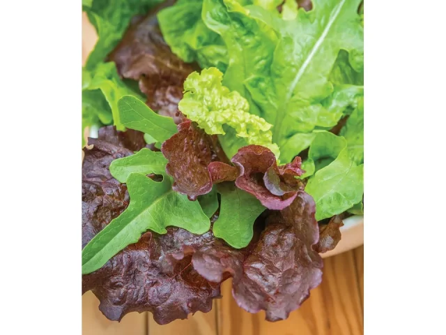 Burpee Heatwave Blend Lettuce Seeds – Honest Review