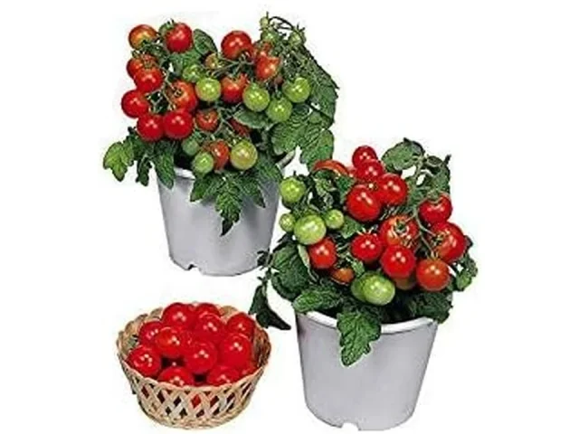 30 Dwarf Red Robin Tomato Seeds – Complete Review