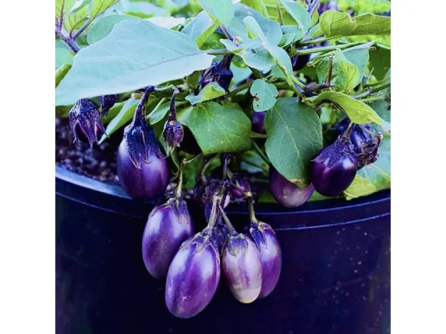 50PCS Dwarf Eggplant Seeds – In-Depth Review