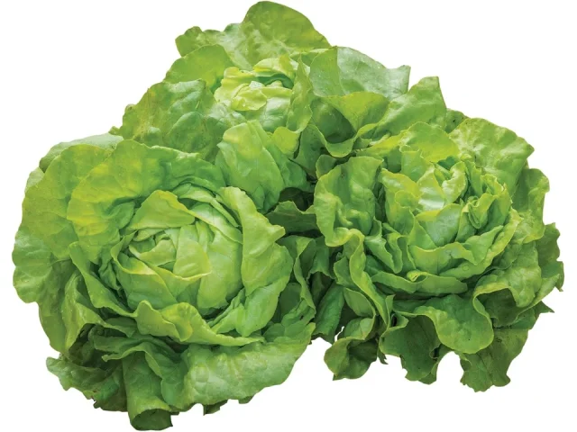 Burpee Dynamite Lettuce Seeds – Complete Review
