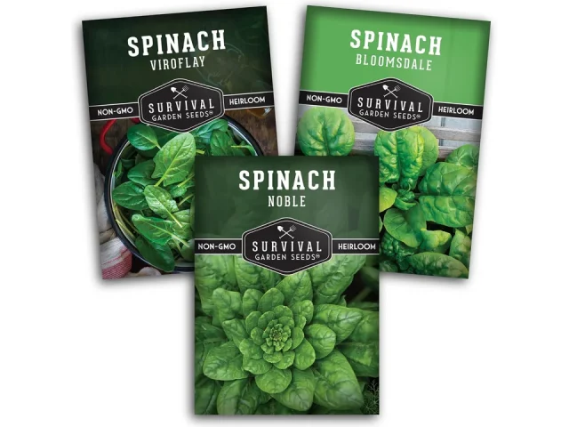 Spinach Seed Collection: In-Depth Review