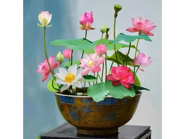 10pcs Mixed Pink, Red & Green Color – Detailed Review
