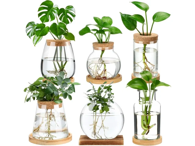 Honeydak 6 Pcs Plants Propagation Stations – Pros & Cons