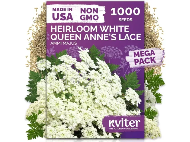 KVITER 1000 White Queen Anne’s Lace Seeds – Complete Review
