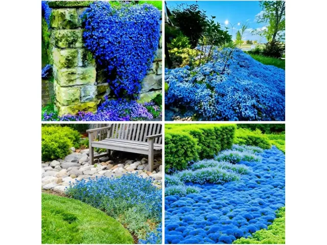 15000+ Blue Creeping Thyme Seeds – Detailed Review