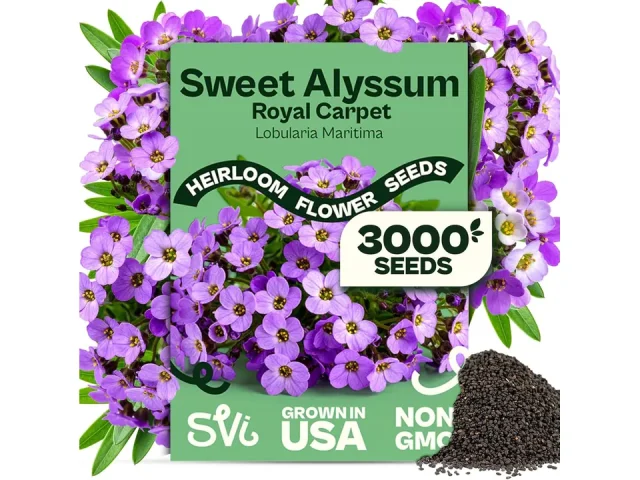 SVI 3000 Royal Carpet Sweet Alyssum Seeds – Detailed Review