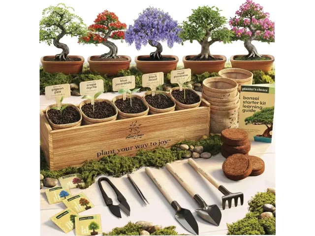 Planter’s Choice Bonsai Tree Starter Kit – Honest Review