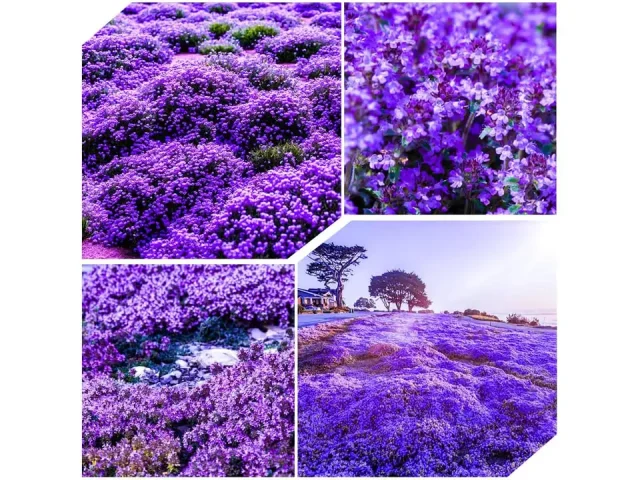 21500+ Creeping Thyme Seeds – In-Depth Review