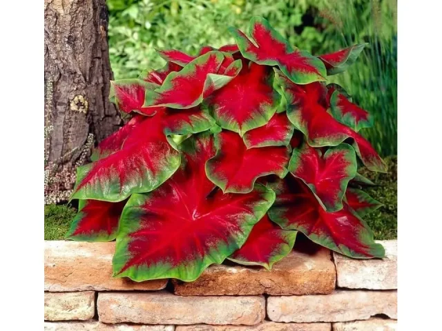 Florida Cardinal Caladium Bulbs – Honest Review
