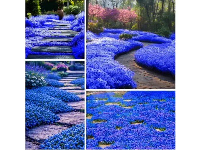 20500+ Magic Creeping Thyme Seeds – Unbiased Review