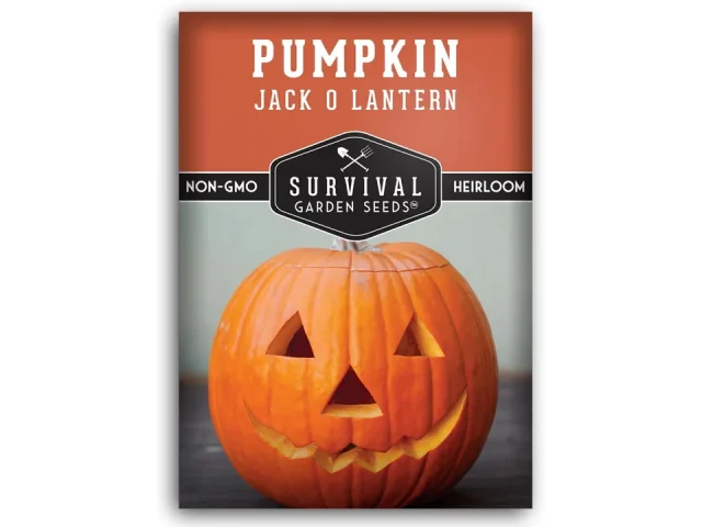 Jack O’ Lantern Pumpkin Seeds Planting – Honest Review