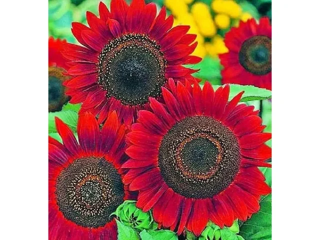 RattleFree Velvet Queen Sunflower Seeds: Detailed Review
