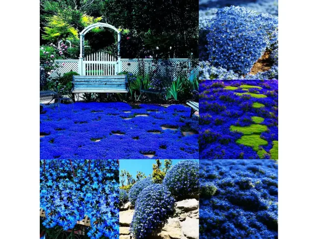 Blue Woolly Thyme Seeds – Unbiased Review