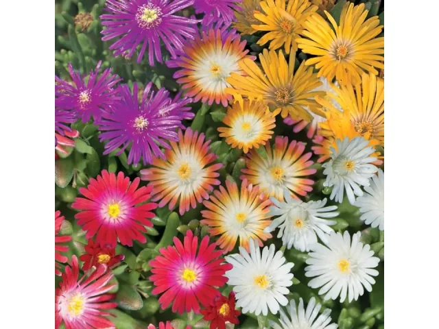 6000+ Mix Ice Plant Seeds – In-Depth Review