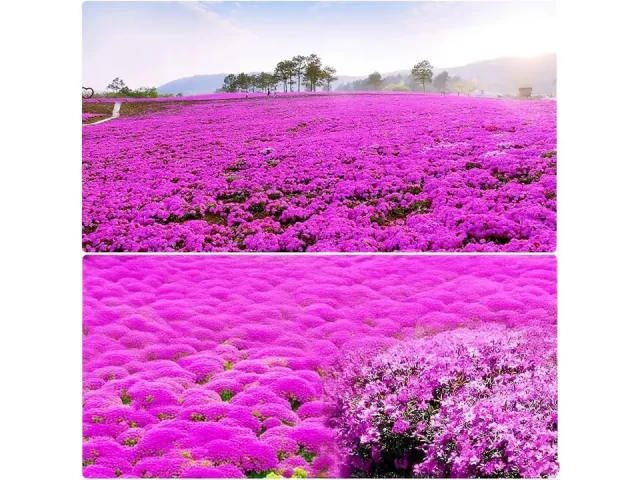 19998+USA PERMIUM Creeping Thyme Seeds – Honest Review