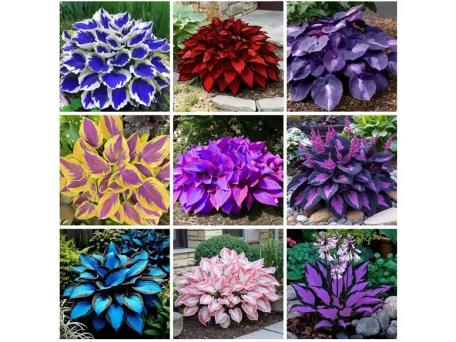 311+ Mixed Hosta Seeds – In-Depth Review