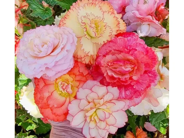 Begonia Samba Flower Bulb Mix – Detailed Review